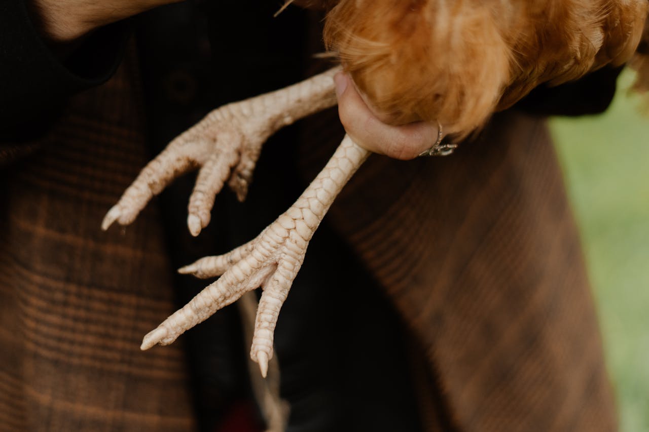 Detailed view of a person holding a rooster's feet, showcasing the texture and structure.