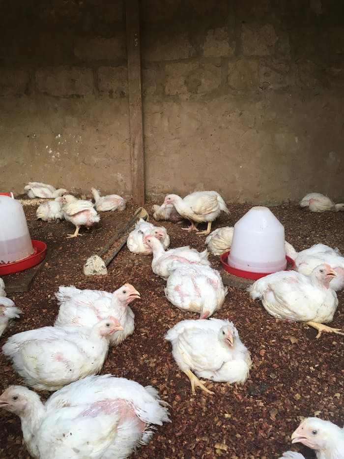 A group of chickens resting in a farm coop in Spain.
