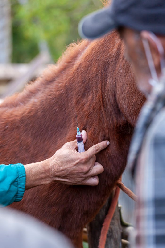 services-01 Close-up of a veterinarian injecting a horse, focused on hand and syringe.