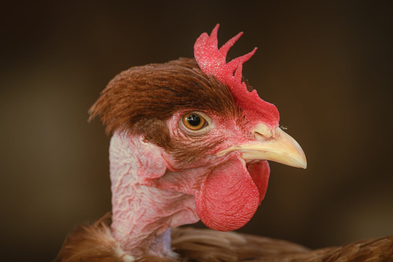 Detailed close-up of a domestic chicken's head with focus on its eye and comb.