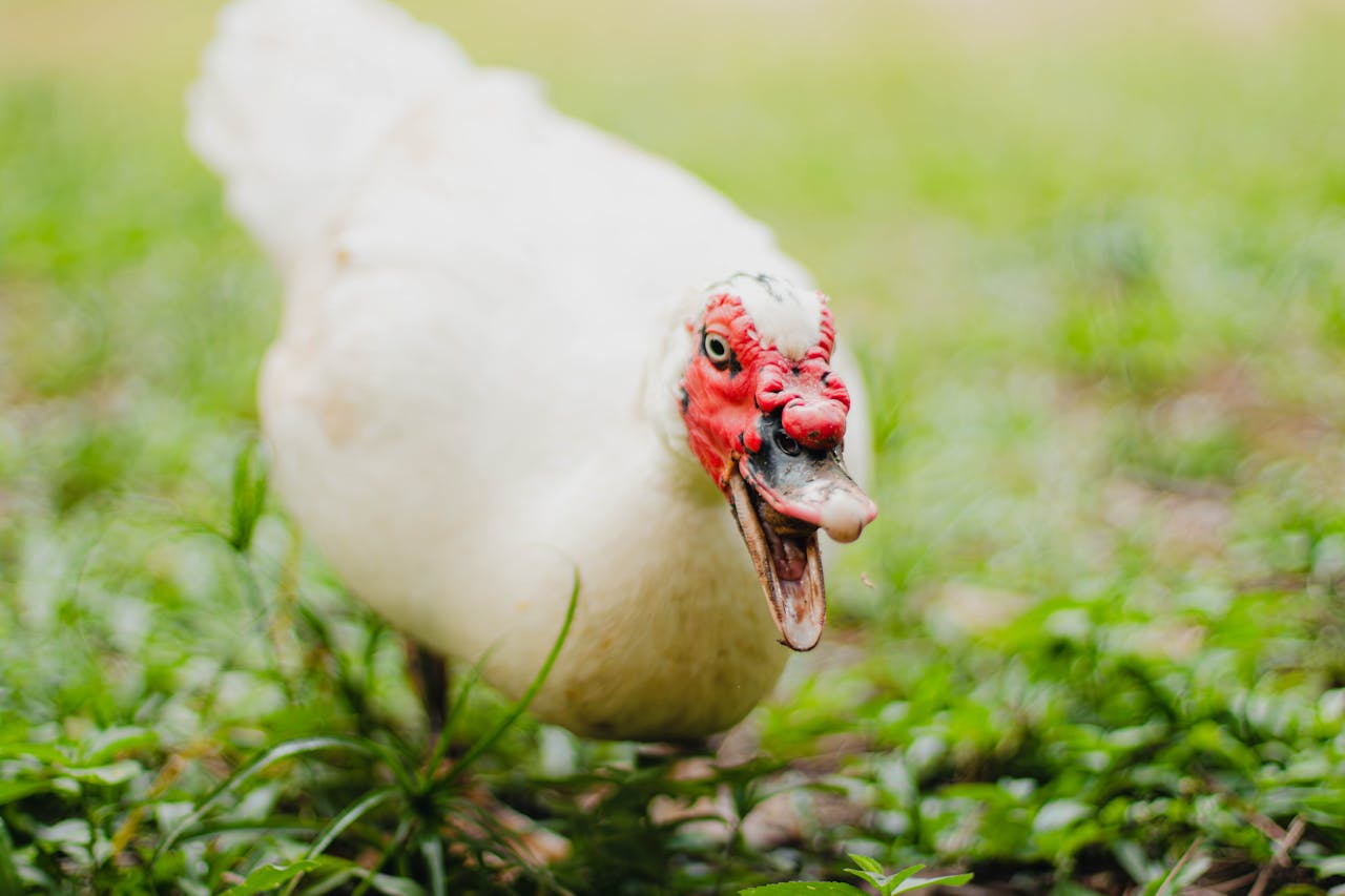 services-04 Detailed image of a Muscovy duck with vibrant red facial markings.