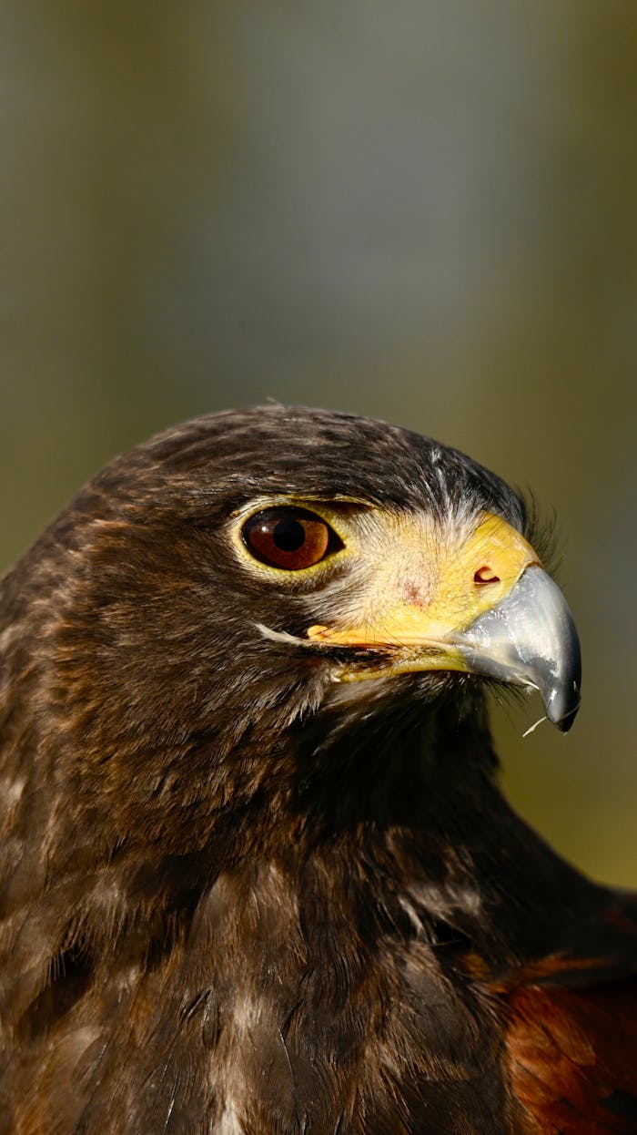 journey Detailed close-up of a Harris's Hawk head with sharp focus and natural lighting.