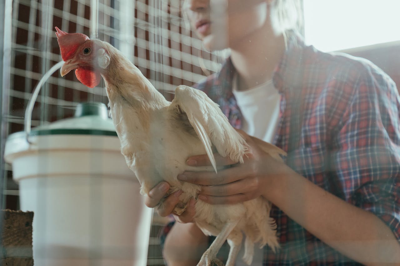 A young farmer holding a chicken inside a coop, showcasing rural farm life.